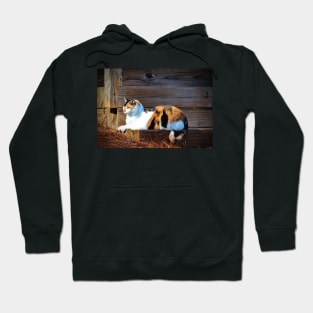 Calico Cat On The Steps Hoodie